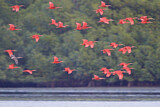 Image. Scarlet Ibis