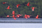 Image. Scarlet Ibis