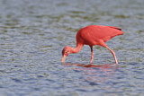 Image. Scarlet Ibis