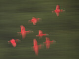Image. Scarlet Ibis