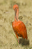 Image. Scarlet Ibis