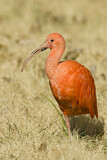 Image. Scarlet Ibis