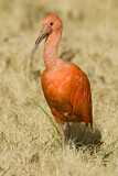 Image. Scarlet Ibis