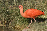 Image. Scarlet Ibis