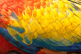 Image. Scarlet Macaw
