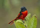 Image. Scarlet Minivet