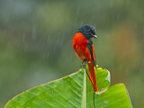 Image. Scarlet Minivet