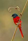 Image. Scarlet Minivet