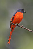 Image. Scarlet Minivet