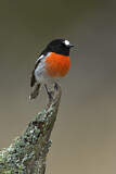 Image. Scarlet Robin
