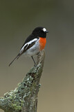 Image. Scarlet Robin