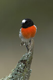 Image. Scarlet Robin