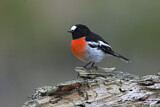 Image. Scarlet Robin