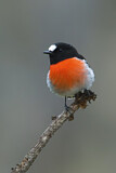 Image. Scarlet Robin