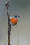 Image. Scarlet Robin