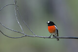 Image. Scarlet Robin
