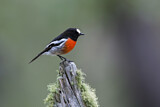 Image. Scarlet Robin