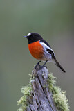 Image. Scarlet Robin