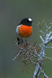 Image. Scarlet Robin