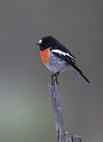 Image. Scarlet Robin