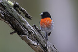 Image. Scarlet Robin