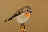 Image. Scarlet Robin
