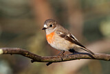 Image. Scarlet Robin