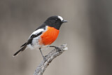 Image. Scarlet Robin