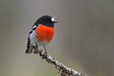 Image. Scarlet Robin