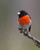 Image. Scarlet Robin