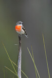Image. Scarlet Robin