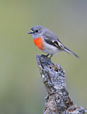 Image. Scarlet Robin
