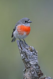 Image. Scarlet Robin