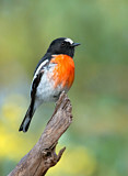 Image. Scarlet Robin