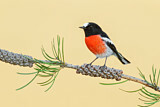 Image. Scarlet Robin