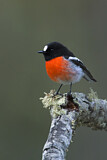 Image. Scarlet Robin