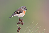 Image. Scarlet Robin