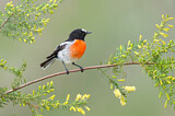 Image. Scarlet Robin