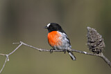 Image. Scarlet Robin