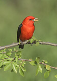 Image. Scarlet Tanager
