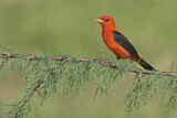 Image. Scarlet Tanager
