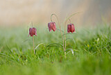 Image. Schachblume