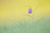 Image. Schachblume