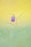 Image. Schachblume