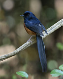 Image. Schamadrossel