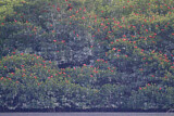 Image. Scharlachsichler