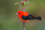 Image. Scharlachtangare