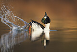 Image. Schellente