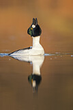 Image. Schellente
