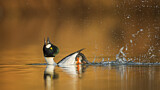 Image. Schellente